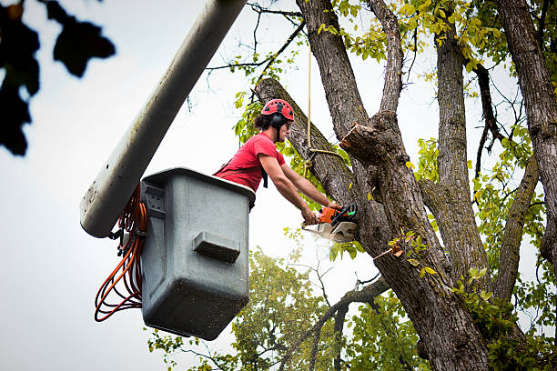 Tree Health Inspection in Adairsville, GA